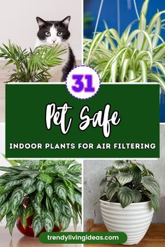 indoor plants for air filtering with text overlay reading 31 pet safe indoor plants for air filtering