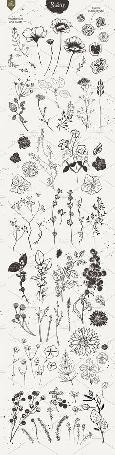 various plants and flowers drawn in ink on paper