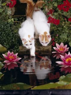 two cats standing on top of a pond with water lilies in front of them