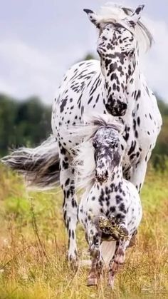 a horse and its foal running in the grass