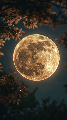 the full moon is shining brightly in the night sky above some trees and leaves, as seen from below