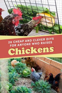 chickens in their cage with text overlay that reads 28 cheap and clever diy's for anyone who raises chickens