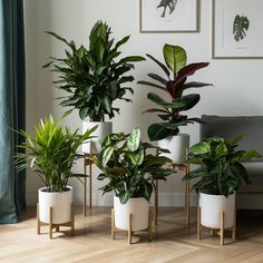 several potted plants in white planters on wooden stands next to a gray couch