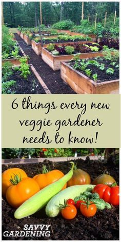 several different types of vegetables and plants in the garden with text that reads 6 things every new veggie gardener needs to know