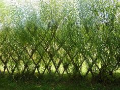 tall green grass behind a fence in the sun