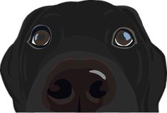 a black dog's face with two brown eyes and one blue eye is shown