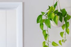 a potted plant hanging from a wall next to a white door with a mirror behind it