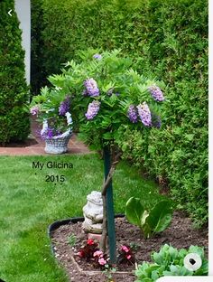 there is a potted plant with purple flowers in the garden next to some bushes