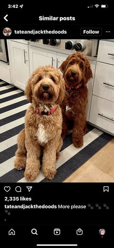 two brown dogs sitting next to each other in a kitchen