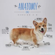 the anatomy of a corgi dog standing in front of a white background with blue lettering