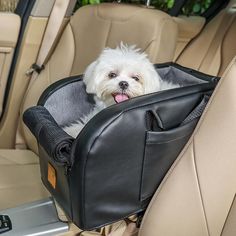 a small white dog sitting in the back seat of a car with its tongue hanging out