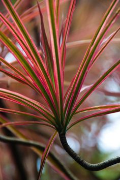 a close up view of a pink and green plant in the foreground with blurry background