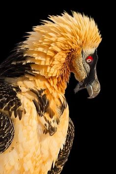 a close up of a bird on a black background with red eyes and long feathers