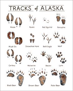 the tracks of alaska are shown in different colors and sizes, including brown bear paw prints