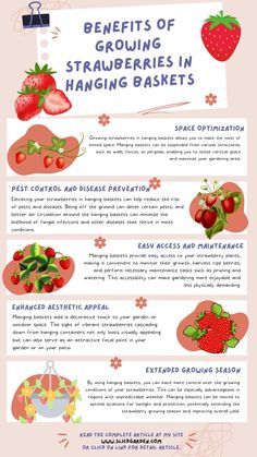 the benefits of growing strawberries in hanging baskets infographical poster with information on how to grow strawberries