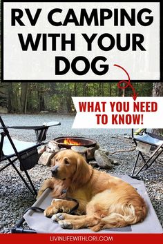 RV travel with dog Rv Camping With Dogs, Camping With A Dog, Hyper Dog, Camping With Dogs, Adventure Dog, Dog Camping, Hiking Dogs, Dog Adventure, Guide Dog