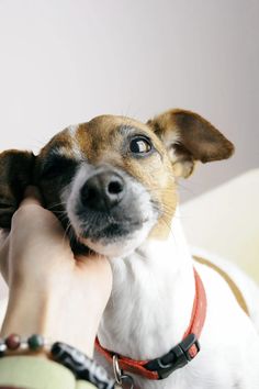 a person petting a small dog on the head