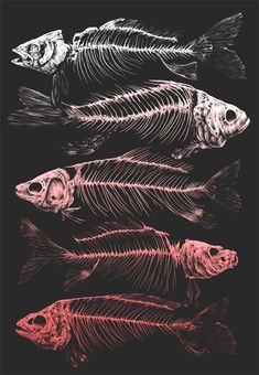 three fish skeletons are shown in red and black