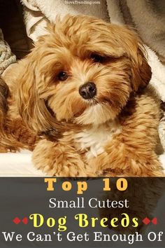 a small brown dog laying on top of a bed