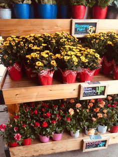 many potted flowers are on display at the store