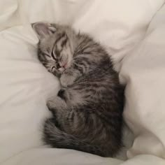 a small kitten sleeping on top of a white blanket