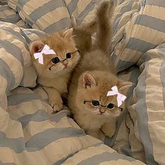 two small kittens laying on top of a bed covered in blankets and pillows with eye glasses