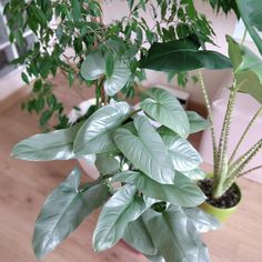 two potted plants sitting on top of a hard wood floor next to a window