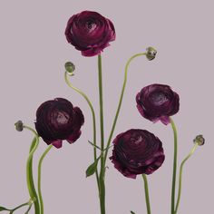 three purple flowers with green stems in front of a pink background and the bottom one is slightly open