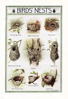 birds nests are shown in this vintage print from the early 1900's or early 1970's