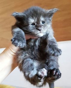 a small gray kitten is being held up by someone's hand with their paw in the air