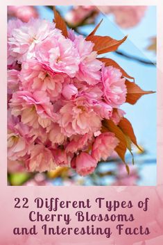 pink flowers with the words 22 different types of cherry blossoms and interesting fact