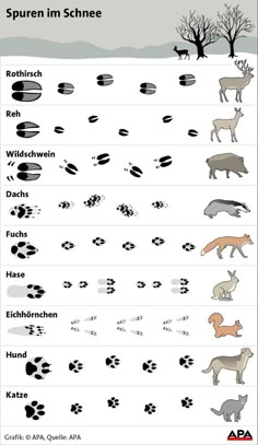 an animal's footprints and their names are shown in this poster, which shows the different