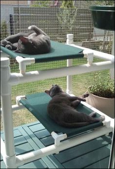 two cats laying on top of a green mat