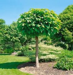 a small tree is in the middle of a garden with green grass and trees around it