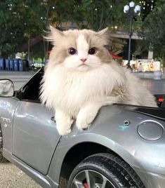 a cat is sitting on the hood of a silver car with its eyes wide open