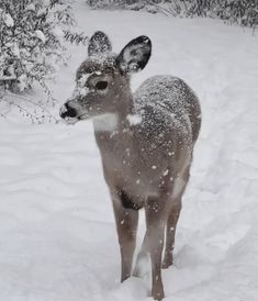 a small deer is standing in the snow