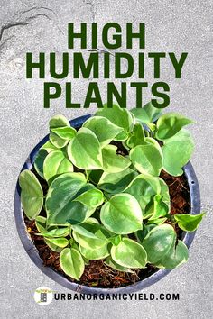 a potted plant with the words high humidity plants in it and an image of