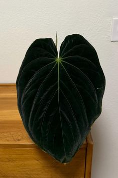 a heart shaped plant sitting on top of a wooden table next to a white wall