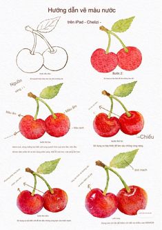 an image of different types of cherries