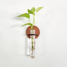 there is a plant in a glass vase on the wall with a wooden shelf attached to it