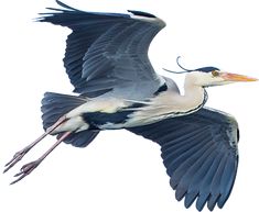 a large bird flying through the air with its wings spread out and it's beak extended