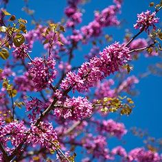 purple flowers blooming on the branches of a tree in front of a blue sky