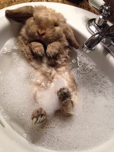 a brown rabbit sitting in a sink filled with water and bubbles next to a faucet