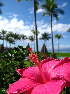 a large pink flower sitting in the middle of a lush green field next to palm trees