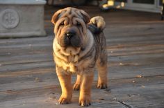 a brown and black dog standing on top of a wooden floor