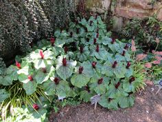 some very pretty plants in a big garden