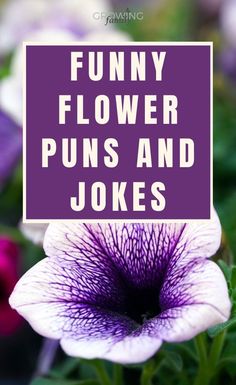 purple and white flowers with the words funny flower puns and jokes on it's side