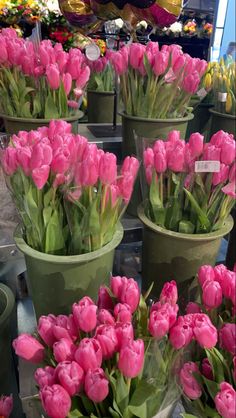 many pink tulips are in green buckets