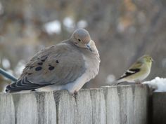 two birds sitting on top of a wooden fence next to snow covered trees in the background