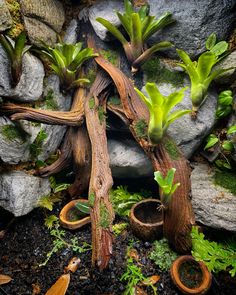 an assortment of plants growing out of rocks and dirt in a garden area with moss